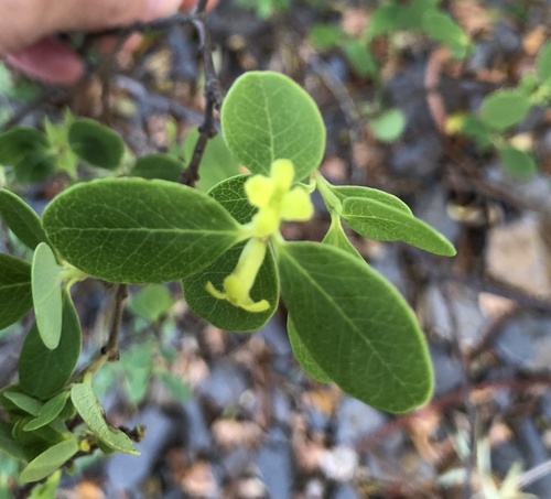 Wikstroemia oahuensis observed 2023-01-11
