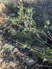 Psorothamnus arborescens minutifolius
