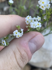 Cryptantha utahensis