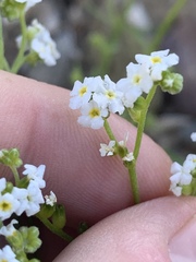 Cryptantha utahensis