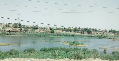 Common Reed