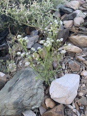 Cryptantha utahensis