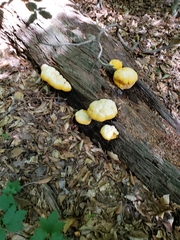 Aurantiporus croceus