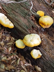 Aurantiporus croceus
