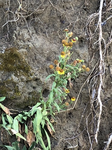 Image of Helenium elegans by (c) Chris Acree, some rights reserved (CC BY-SA)