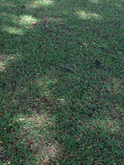 Pholidoscelis erythrocephalus