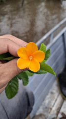 Turnera (Turnera acuta)