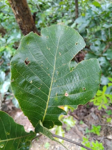 Quercus magnoliifolia