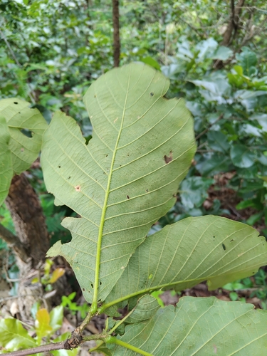 Quercus magnoliifolia