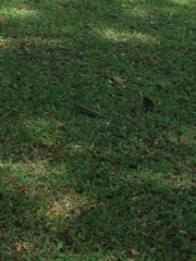 Pholidoscelis erythrocephalus