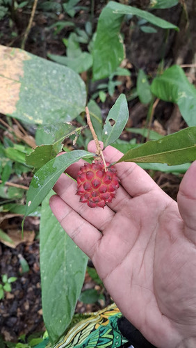 Duguetia quitarensis, 2024-07-25