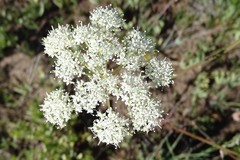 Perideridia bolanderi