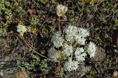 Perideridia bolanderi