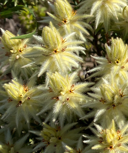 Image of Phylica pubescens by (c) Simon Tamblyn, some rights reserved (CC BY)