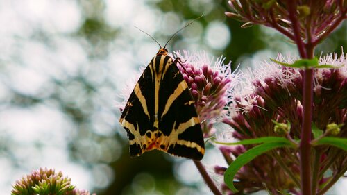 Jersey tiger