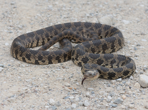 Western Foxsnake