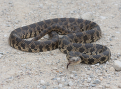 Pantherophis ramspotti