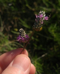 Dalea tenuis