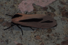 Creatonotos fasciatus pljustshi