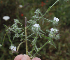 Cryptantha clevelandii