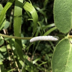 Cimbicidae