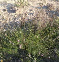 Dalea tenuis