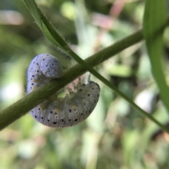 Cimbicidae