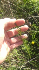 Dalea tenuis