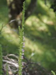 Sairocarpus multiflorus