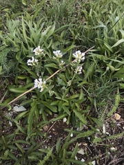 Noccaea fendleri