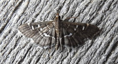 Diathrausta