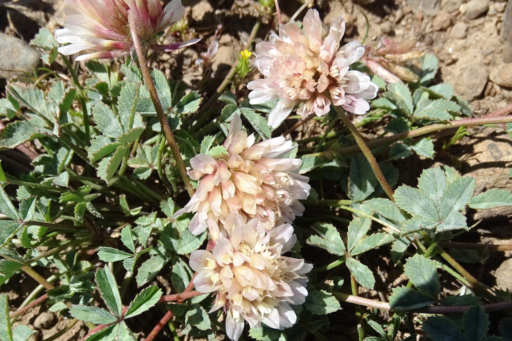 Trifolium lemmonii