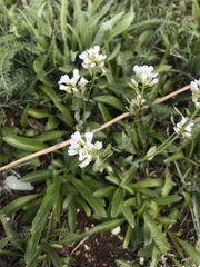Noccaea fendleri