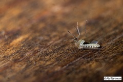 Culex quinquefasciatus