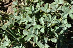 Trifolium lemmonii