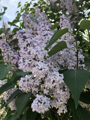 Syringa vulgaris