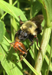 Laphria thoracica