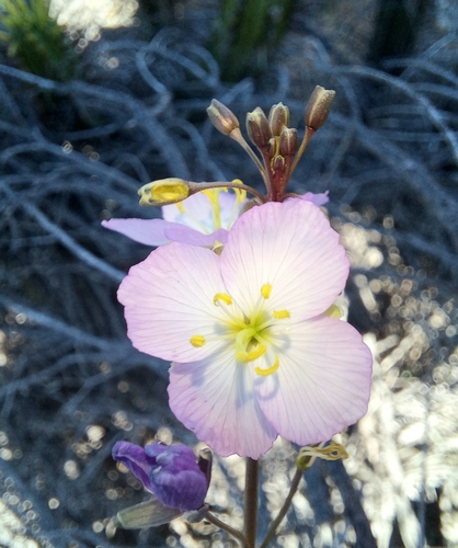 Image of Heliophila carnosa by (c) kevin koen, some rights reserved (CC BY-SA)