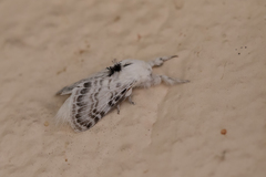 Apotolype brevicrista