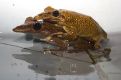 Triprion spatulatus