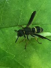 Euodynerus foraminatus