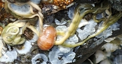 Emplectonema viride