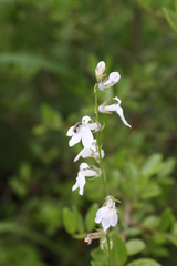 Lobelia appendiculata