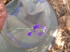 Delphinium peregrinum