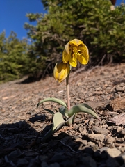 Fritillaria glauca