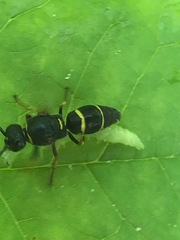 Euodynerus foraminatus