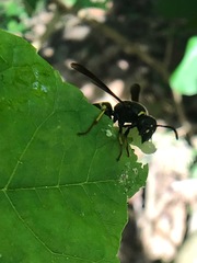 Euodynerus foraminatus