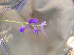 Delphinium peregrinum