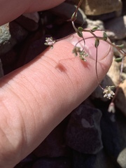 Nemacladus inyoensis