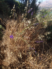 Delphinium peregrinum